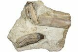 Fossil Primitive Whale (Pappocetus) Teeth in Rock - Morocco #238078-3